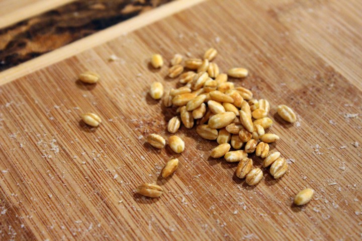 barley medley 003